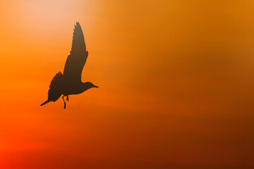 Fototapeta premium Silhouette of a seagull flying on sunset background.