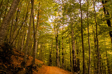 path between beech forest in autumn at the base of Ordesa, Pyrenees of Huesca