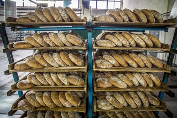 Closeup of round brown bread in lines on shelves in a bread factory.