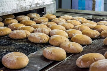 Many fresh round rye loaves of bread on the conveyor at the factory.
