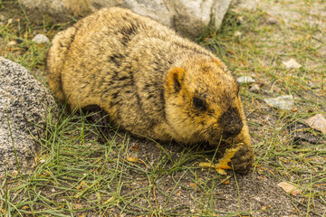 A wild marmot near Pangong lake