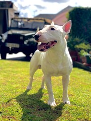 Bullterrier happy growing white