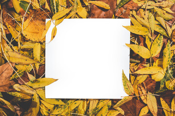 Naklejka na ściany i meble autumn yellow and orange leaves on a white background