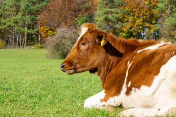 Kühe am Kalvarienberg