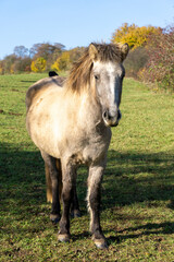 Fototapeta premium Roß am Kalvarienberg