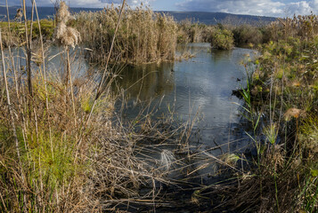 Hula nature reserve marshes wetland in Hula valley, lies within the northern part of Syrian-African Rift, between the Golan Heights in the east and Upper Galilee mountains in the west, Israel.