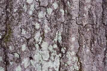 Maple Tree Bark with Green Fungus