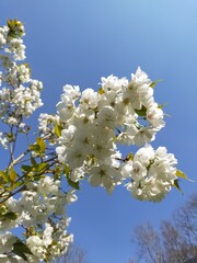 Beautiful close up of  Japanese cherry blossom 