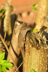 Brown anole lizard on stump in Florida wild, closeup