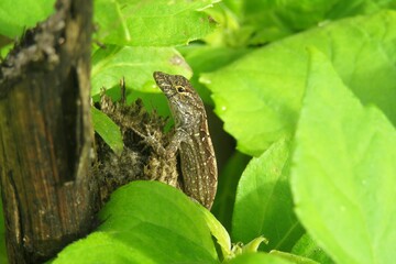 Obraz premium Tropical anole lizard in Florida nature, closeup
