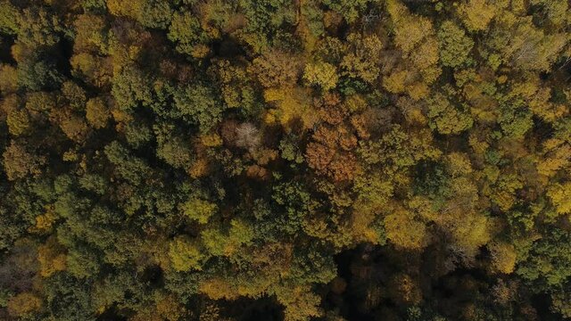 Colorful autumn forest trees top view. Autumn tree tops. Forest trees in colorful autumn fall. Autumn forest trees top view landscape