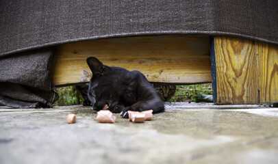 Stray cats eating on the street