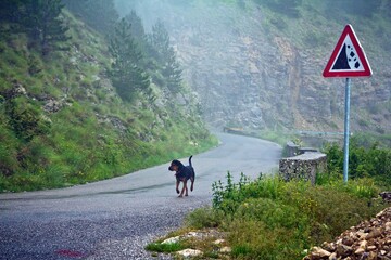 Fototapeta na wymiar A Rottweiler running alone along the mountainous road in misty weather in summer.