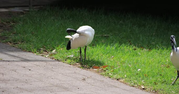 Australian White Ibis at Taronga zoo island in Sydney daytime handheld