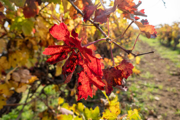 grape leaf in autumn