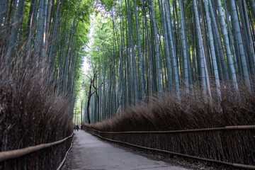Arashiyama Bamboo Forest - walkway with straw fence