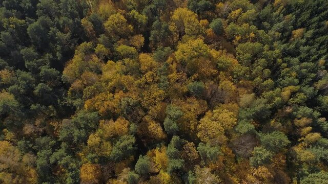 Flight over the autumn yellow colored forest. Ukraine. Aerial view.