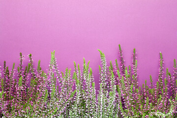 Heather Flowers (Calluna Vulgaris) On Purple Background