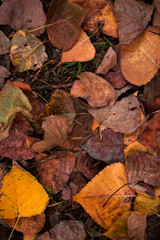 foliage pattern in a roman park