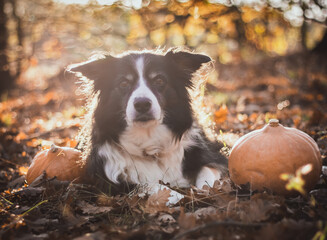 black and white border collie laying next to pumpkin in fallen leaves. halloween orange concept