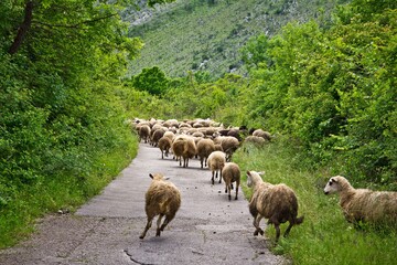 Running herd of sheep along asphalt road surrounded with trees and mountains in summer in Bosnia and Herzegovina.