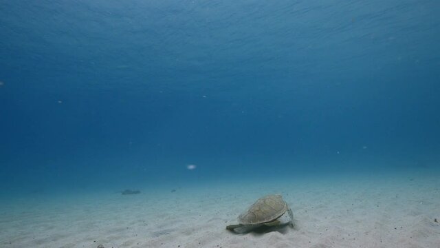Green Sea Turtle swim in turquoise water of coral reef in Caribbean Sea / Curacao