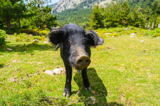 cochon pr&egrave;s du col de Vergio
