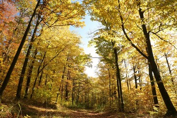 Forest path among oaks on a sunny autumn morning