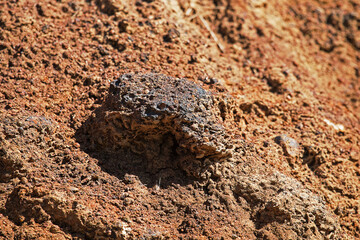Pedology, edaphology. The result of denudation of Bryozoan limestone and petrified clay (claystone, argillite)