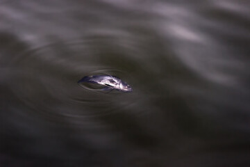 Dead tilapia in the pond. Fish farming and death from lack of oxygen and water pollution in...