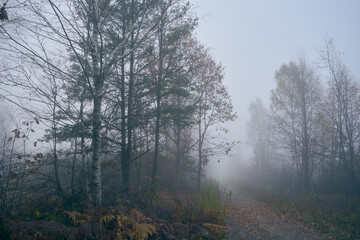 Obraz na płótnie Canvas jesienna leśna ścieżka,ścieżka,droga,mgła
