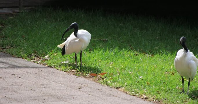 Australian White Ibis at Taronga zoo island in Sydney daytime handheld