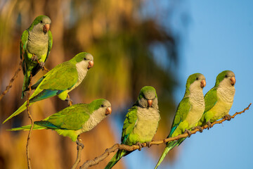 Monk Parakeet Myiopsitta monachus Costa Ballena Cadiz