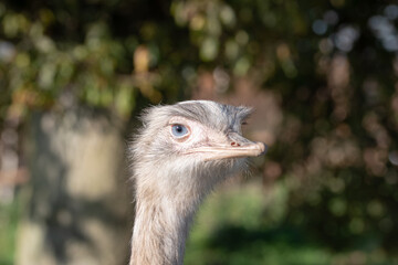 A close up portrait of Rhea .