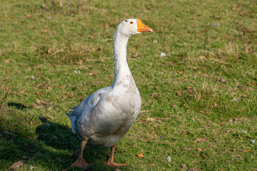 Naklejka na ściany i meble White domestic goose on the pasture. Big white goose in meadow.