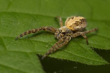 spider orb-weaver Araneus diadematus on a leaf