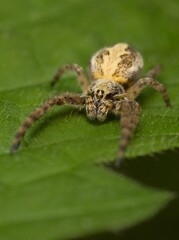 spider orb-weaver Araneus diadematus on a leaf