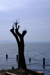 滋賀県の琵琶湖