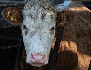 Close up shot of young bull at the farm