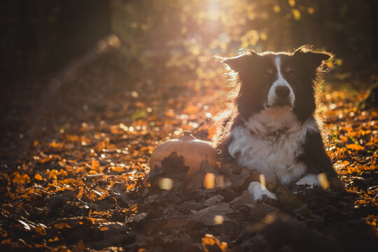black and white border collie laying next to pumpkin in fallen leaves. halloween orange concept
