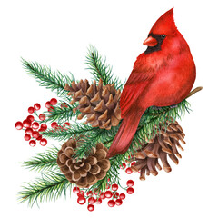 Watercolor illustration with red cardinal and winter plants isolated on the white background.Hand painted watercolor clipart. Christmas composition, new year holiday. - 390883716