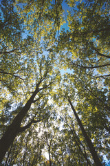 Forest Trees Looking Up Towards Sky 