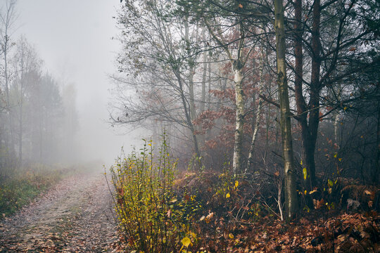 jesienna leśna ścieżka,ścieżka,droga,mgła