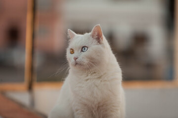 portrait of white cat with heterochromia in eyes