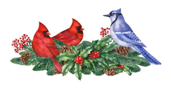 recommend clip art: Watercolor illustration with red cardinal and winter plants isolated on the white background.Hand painted watercolor clipart. Christmas composition, new year holiday.