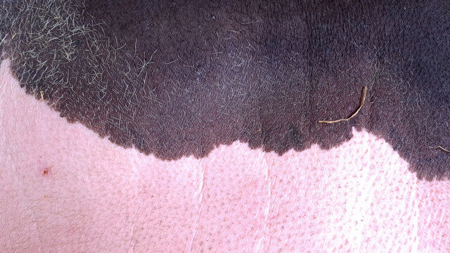 Close up body and leg of drawf pig.