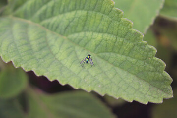 A small fly on a green leaf