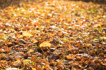 Yellow fallen leaves on the ground. Warm dry autumn. Indian summer color