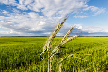 agriculture, activities in rural areas