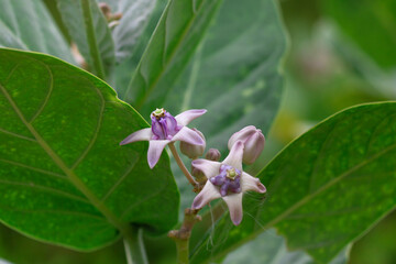 crown flower (calotropis gigantea) blossoms in bloom